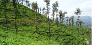 Post tea auction operations hampered, says tea producers