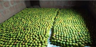 From Farm-to-Fork: How Kokan Bhumi Pratisthan is all set to deliver naturally ripen mangoes to consumers door step