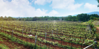Sula Vineyards; Source: Official Website
