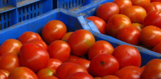 Soaring tomato prices