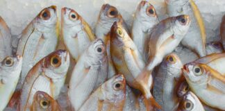 Department of Fisheries inks pact with ONDC